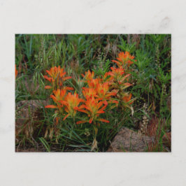 Colorado Scarlet Paintbrush Stationäre Stationen Postkarte