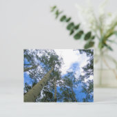 Colorado Sky Thru the Aspens Postcard Postkarte (Stehend Vorderseite)