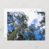 Colorado Sky Thru the Aspens Postcard Postkarte (Vorne/Hinten)