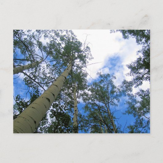 Colorado Sky Thru the Aspens Postcard Postkarte (Vorderseite)