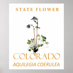 Colorado-Territorialblume Blaue Aquilegia coerulea Poster