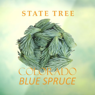 Colorado-Territoriumsbaum Die Blaue Fichte Fensteraufkleber