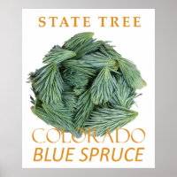 Colorado-Territoriumsbaum Die Blaue Fichte