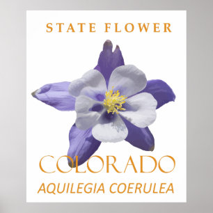 Colorado-Territoriumsblume Blaue Aquilegia coerule Poster