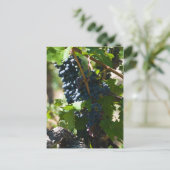 Colorado Weinland Postkarte (Stehend Vorderseite)