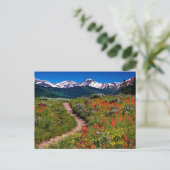 Colorado Wildblume Meadow Postkarte (Stehend Vorderseite)