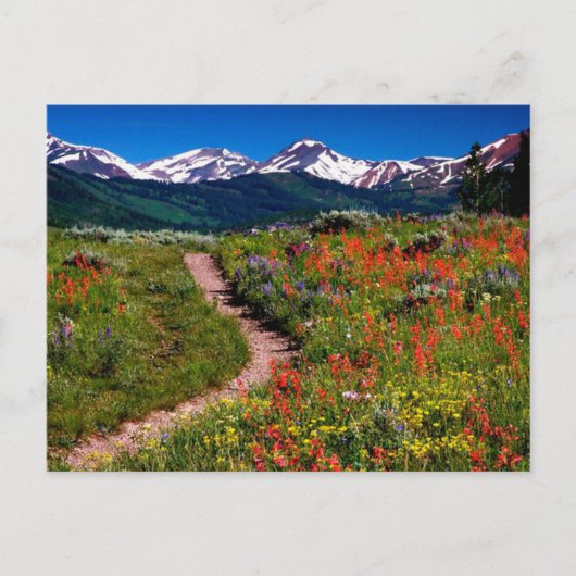Colorado Wildblume Meadow Postkarte (Vorderseite)