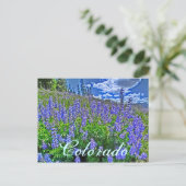Colorado Wildblume Postkarte (Stehend Vorderseite)
