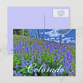 Colorado Wildblume Postkarte (Vorne/Hinten)