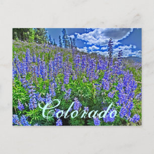 Colorado Wildblume Postkarte