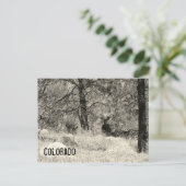 Colorado Wildlife Postkarte (Stehend Vorderseite)