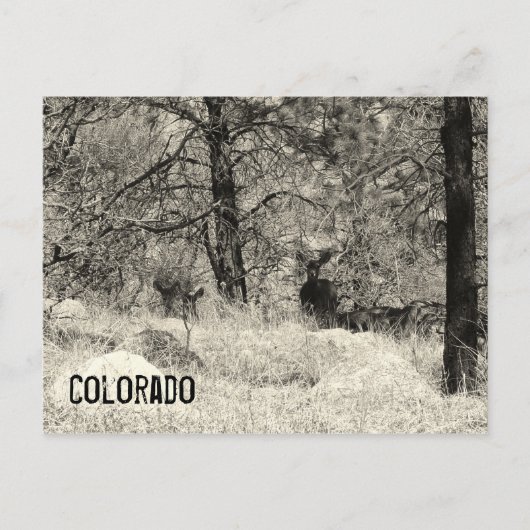 Colorado Wildlife Postkarte (Vorderseite)