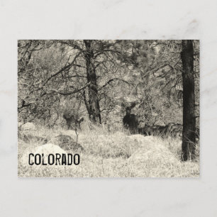 Colorado-Wildtiere Postkarte