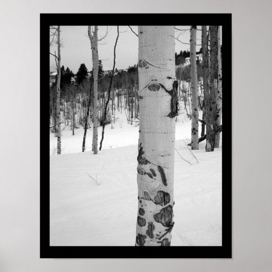 Colorado Winter Aspen Tree Poster (Vorne)