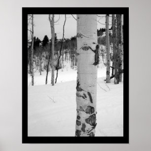 Colorado-Winter-Aspenbaum Poster