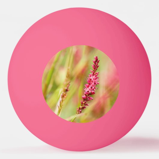 Colore Tischtennisball (Vorderseite)