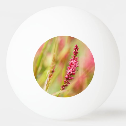 Colore Tischtennisball (Vorderseite)