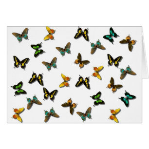 Colored Butterflies Art