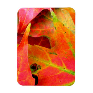 Colorful Autumn Leaves CloseUp Magnet