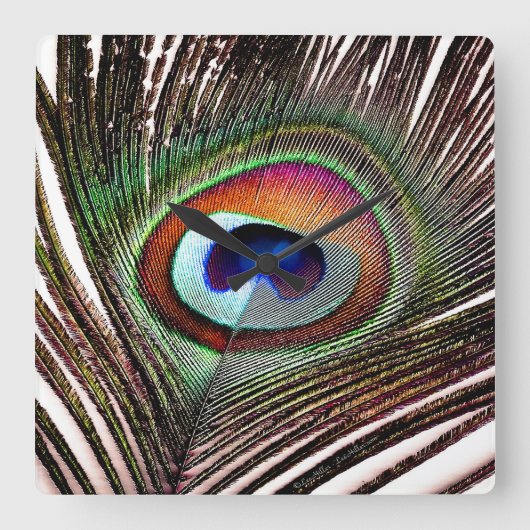 Colorful Copper Peacock Feather Quadratische Wanduhr (Vorderseite)