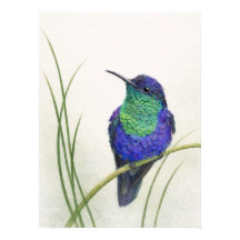 Colorful Crowned Woodnymph Hummingbird 