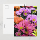 Colorful Daisis Foto Postcard Postkarte (Vorne/Hinten)