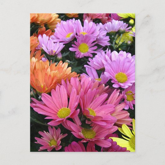 Colorful Daisis Foto Postcard Postkarte (Vorderseite)