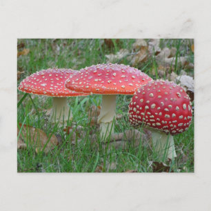Colorful Fly Amanitas DIY Postkarte