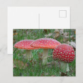 Colorful Fly Amanitas DIY Postkarte (Vorne/Hinten)