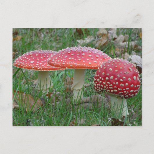 Colorful Fly Amanitas DIY Postkarte (Vorderseite)