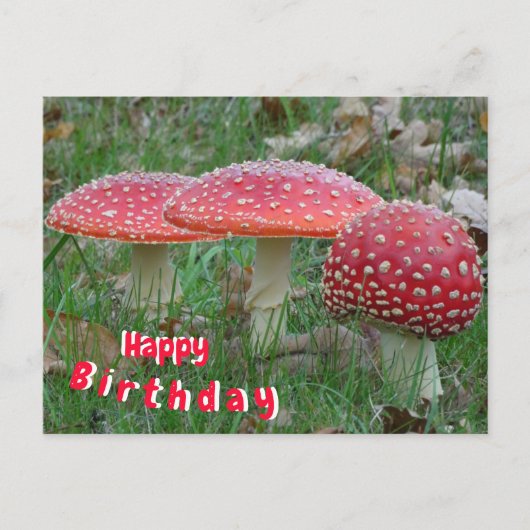 Colorful Fly Amanitas Happy Birthday Postcard Postkarte (Vorderseite)