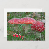 Colorful Fly Amanitas HELLO Postcard Postkarte (Vorne/Hinten)