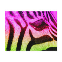 Colorful Funky Zebra