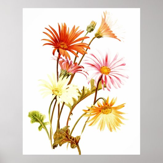 Colorful Gerbera Daisy Wallart Poster (Vorne)