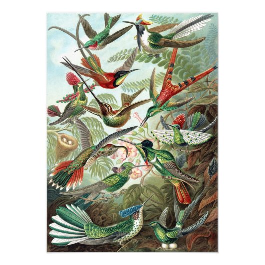 Colorful Hummingbirds von Ernst Haeckel Poster (Vorne)