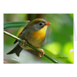 Colorful Leiothrix / Pekin Robin Songbird