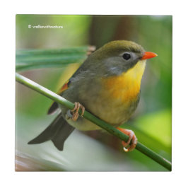 Colorful Leiothrix / Pekin Robin Songbird Fliese