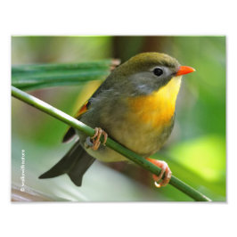 Colorful Leiothrix / Pekin Robin Songbird Fotodruck