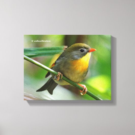 Colorful Leiothrix / Pekin Robin Songbird Leinwanddruck (Vorderseite)