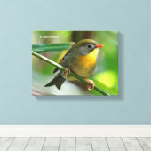 Colorful Leiothrix / Pekin Robin Songbird Leinwanddruck (Insitu (Holzboden))