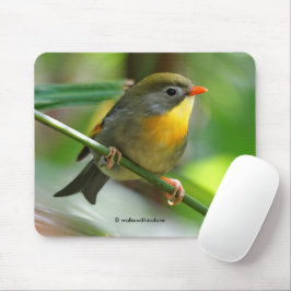 Colorful Leiothrix / Pekin Robin Songbird Mousepad