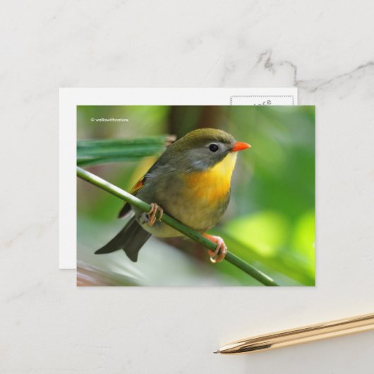 Colorful Leiothrix Pekin Robin Songbird Postkarte (Vorderseite/Rückseite Beispiel)