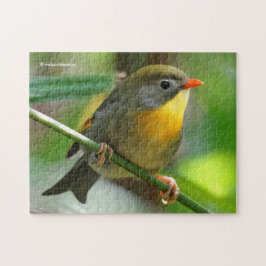 Colorful Leiothrix / Pekin Robin Songbird Puzzle