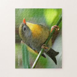 Colorful Leiothrix / Pekin Robin Songbird Puzzle