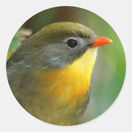 Colorful Leiothrix / Pekin Robin Songbird Runder Aufkleber