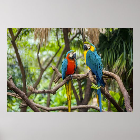 Colorful Macaw Parrots Perched Together Poster (Vorne)