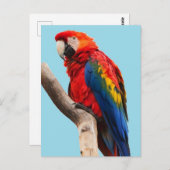 Colorful Parrot Portrait Photo Postkarte (Vorne/Hinten)