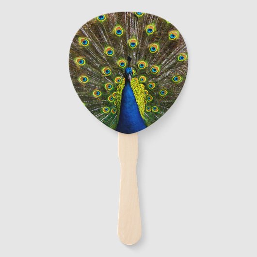 Colorful peacock fächer (Rückseite)
