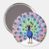 Colorful Peacock Magnet (Vorderseite/Rückseite)