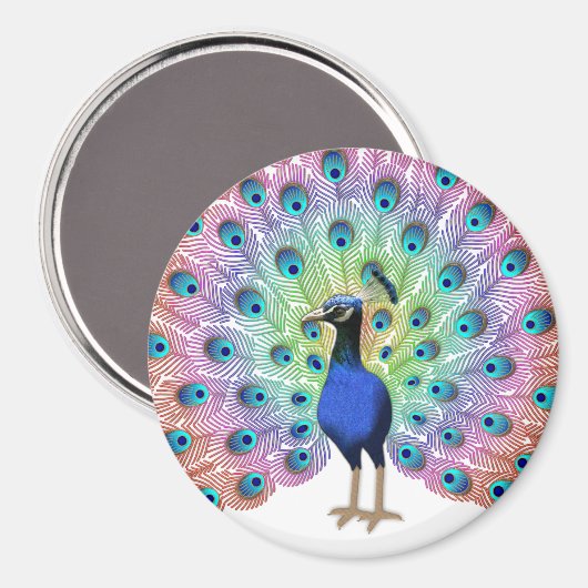 Colorful Peacock Magnet (Vorderseite/Rückseite)
